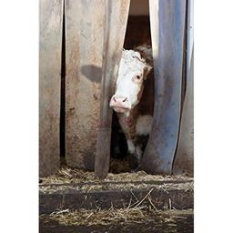 CHARNIERE LANIER EN INOX 200 MM - Image 7