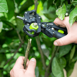 CISEAU DE GREFFAGE 210X100MM VITO - Image 2